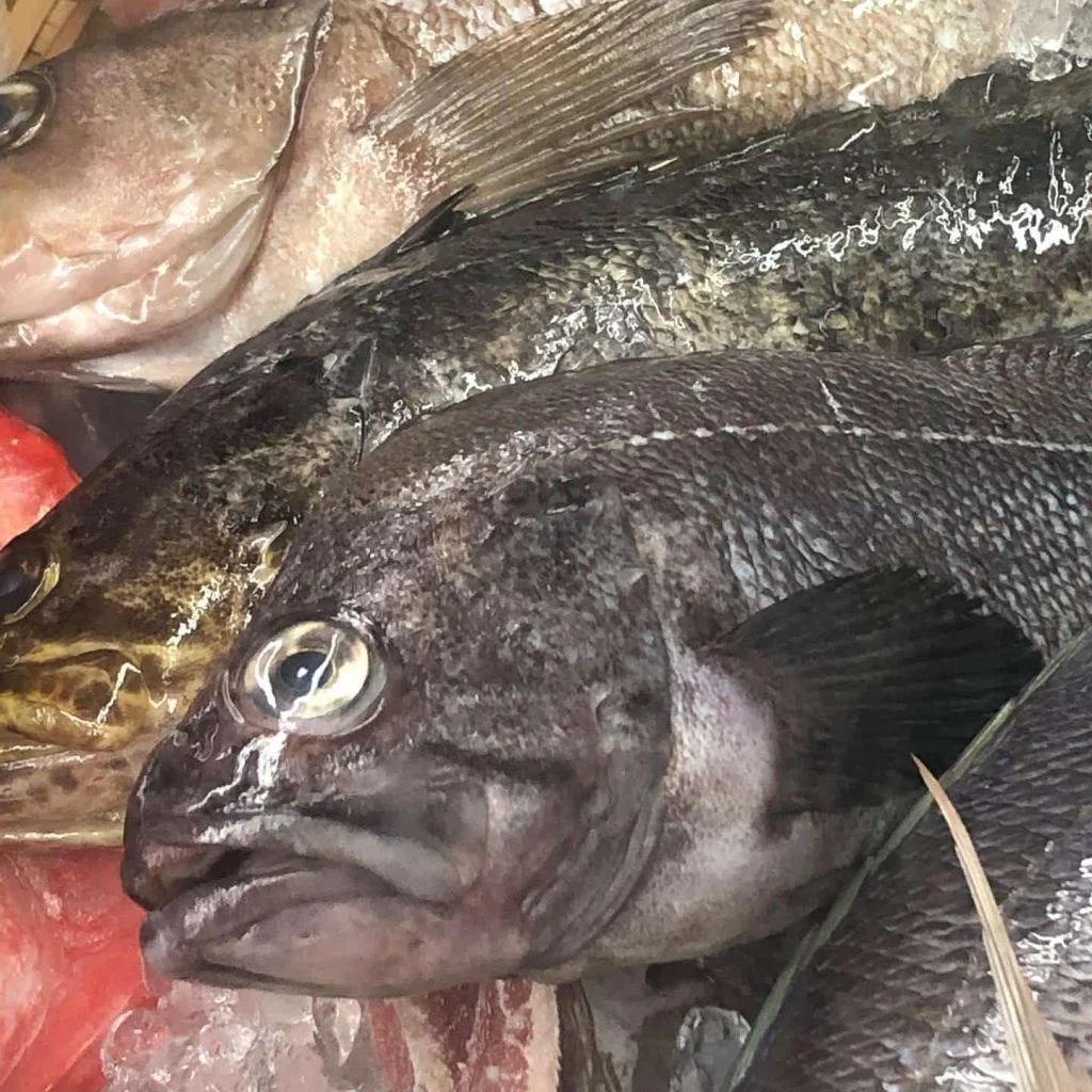 跳魚　本日のおすすめ一本魚　【ガヤメバル】