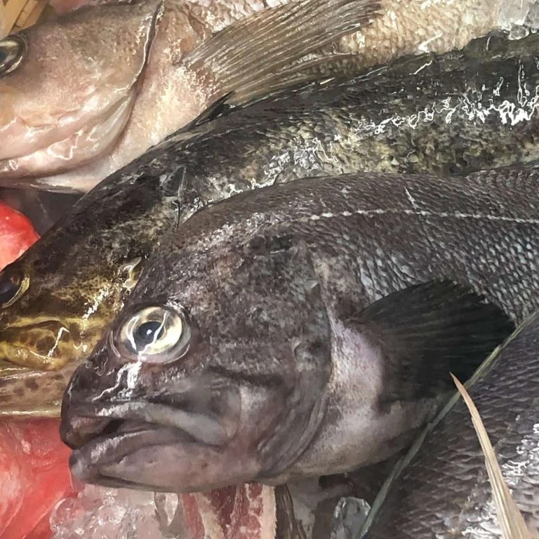 跳魚　本日のおすすめ一本魚　【ガヤメバル】