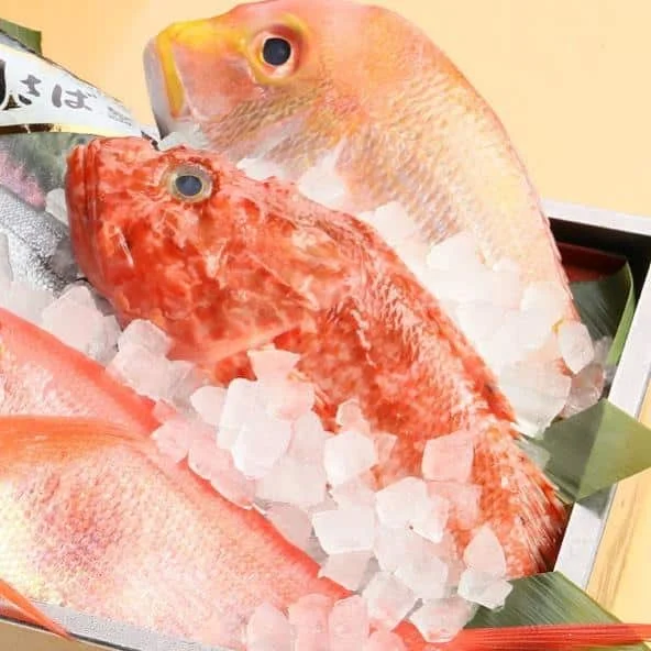 品川の海鮮専門店からお魚のご紹介!本日は『かさご』!!
