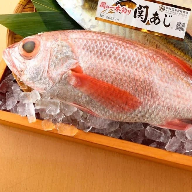品川の海鮮専門店からお魚のご紹介!!本日は『のどぐろ』!