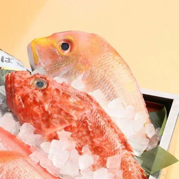 品川の海鮮専門店からお魚のご紹介!本日は『れんこ鯛』!!