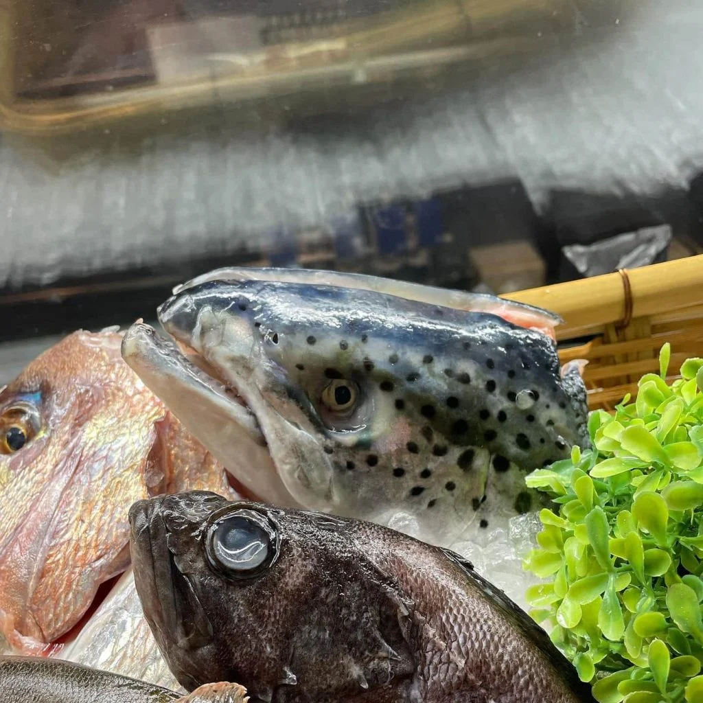 品川の海鮮専門店からお魚のご紹介!本日は『サーモン』!