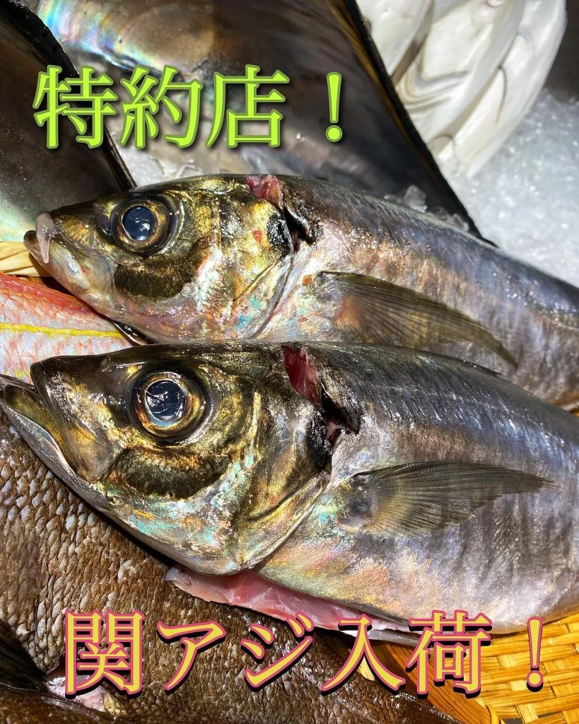 関アジ入荷!@/品川/鮮魚/居酒屋