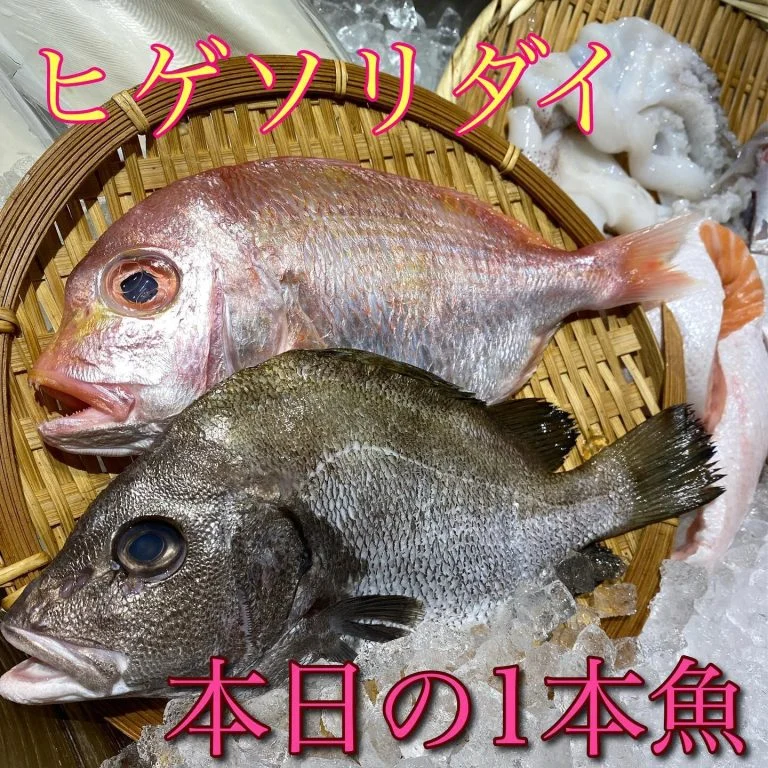 ヒゲソリダイ@/品川/鮮魚/居酒屋
