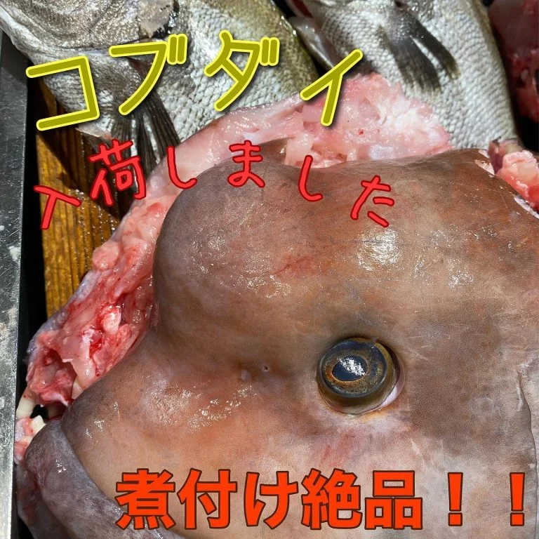 コブダイ入荷@/品川/鮮魚/居酒屋