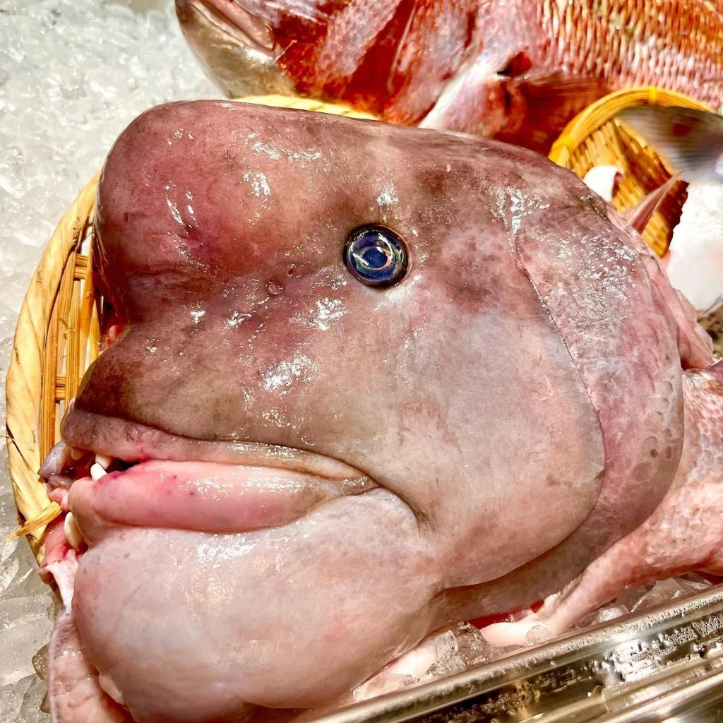 コブダイ🐟@/品川/鮮魚/居酒屋