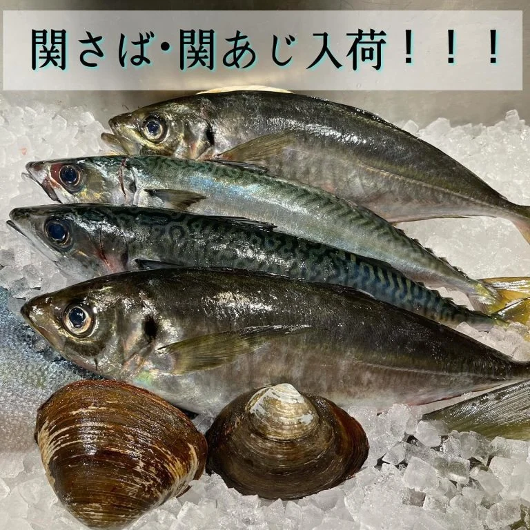 今年初入荷🐟✨@/品川/鮮魚/居酒屋