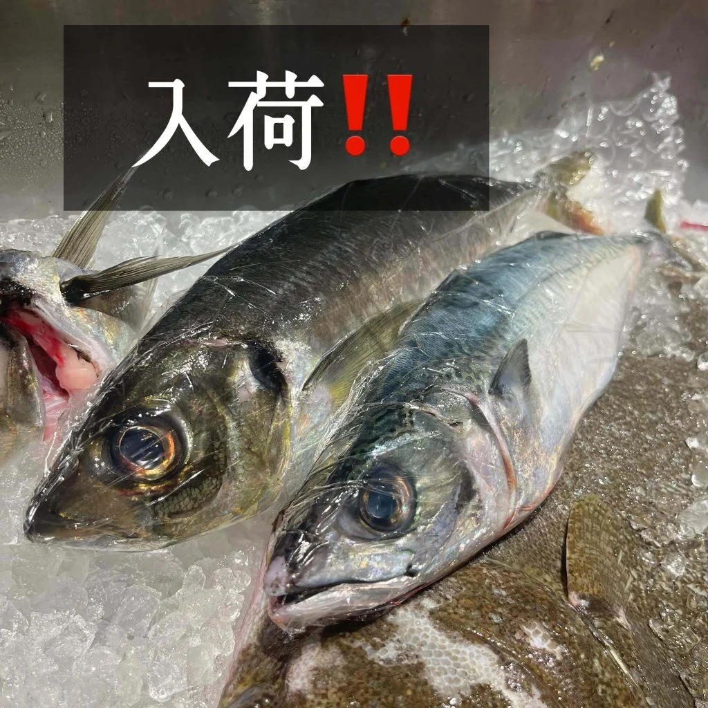 本日入荷🐟✨@/品川/鮮魚/居酒屋