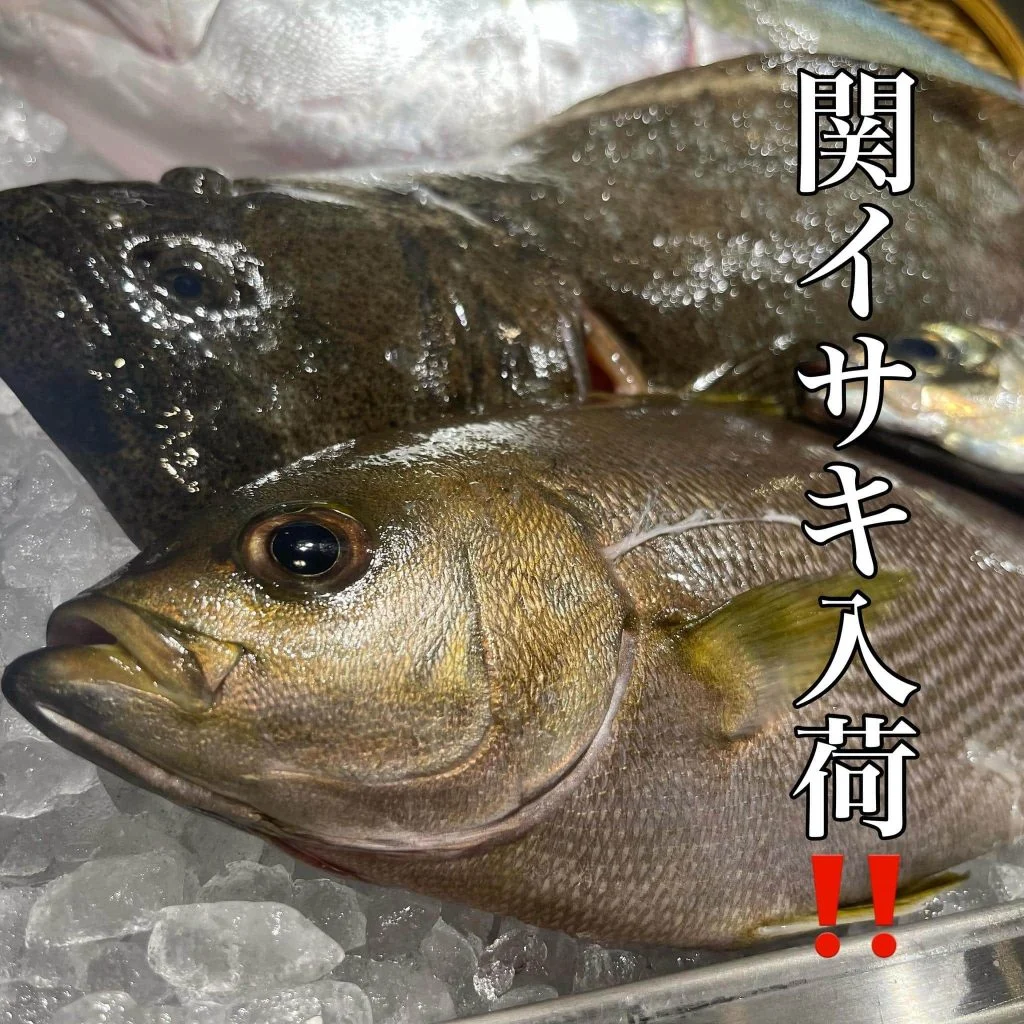 旬魚!関いさき入荷!!@/品川/鮮魚/居酒屋