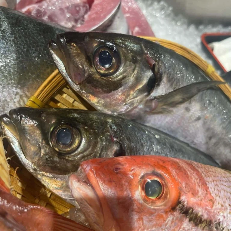 本日入荷🐟✨@/品川/鮮魚/居酒屋