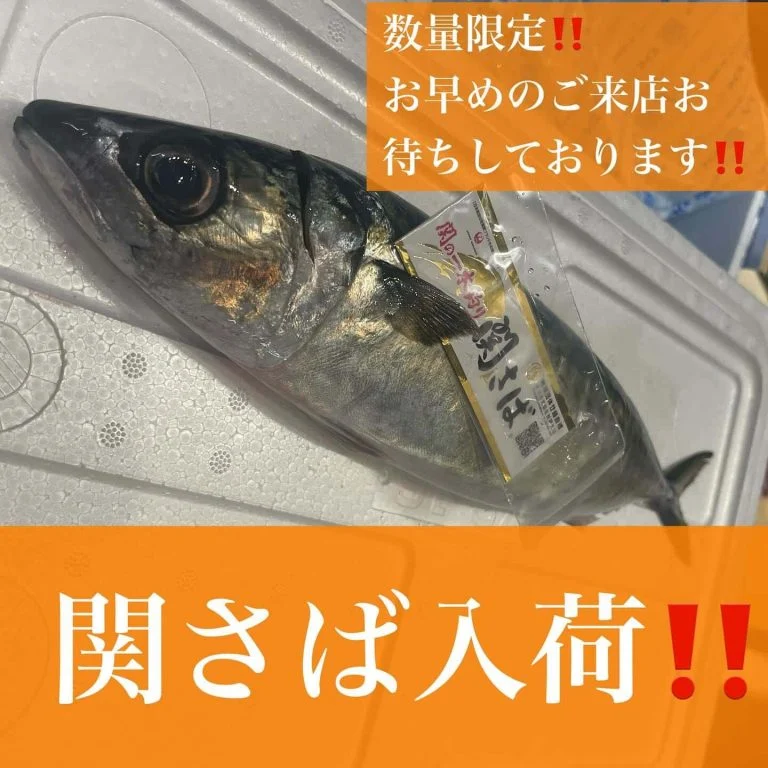 本日関さば入荷🐟✨@/品川/鮮魚/居酒屋
