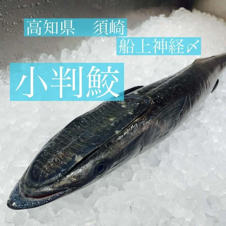脂が美味い！小判鮫！！@/品川/鮮魚/居酒屋
