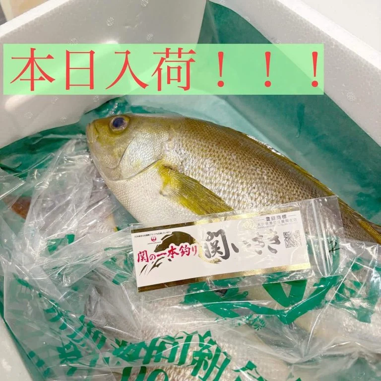 本日入荷!関いさき!!@/品川/鮮魚/居酒屋