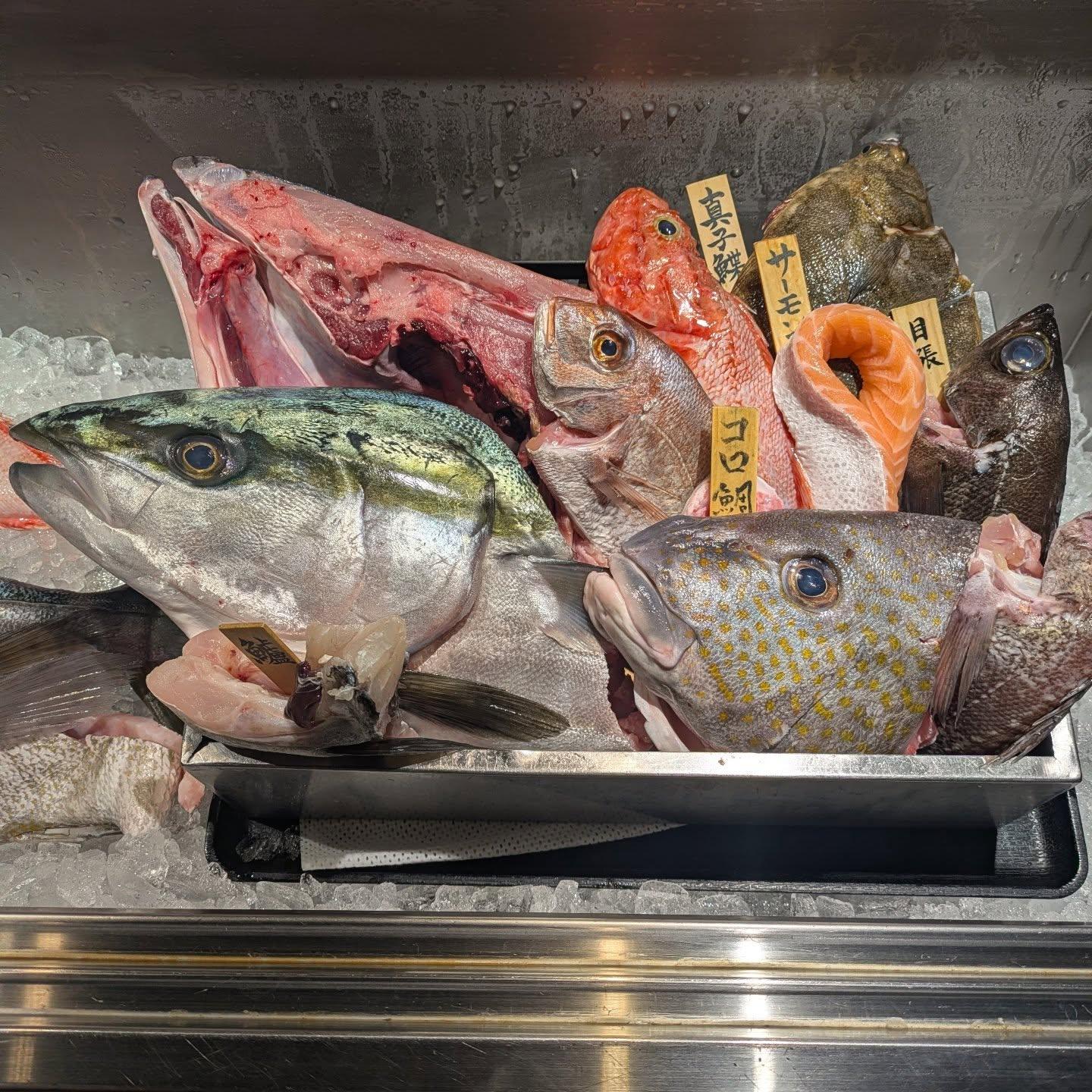 本日の一本魚!品川/居酒屋/関サバ/鮮魚