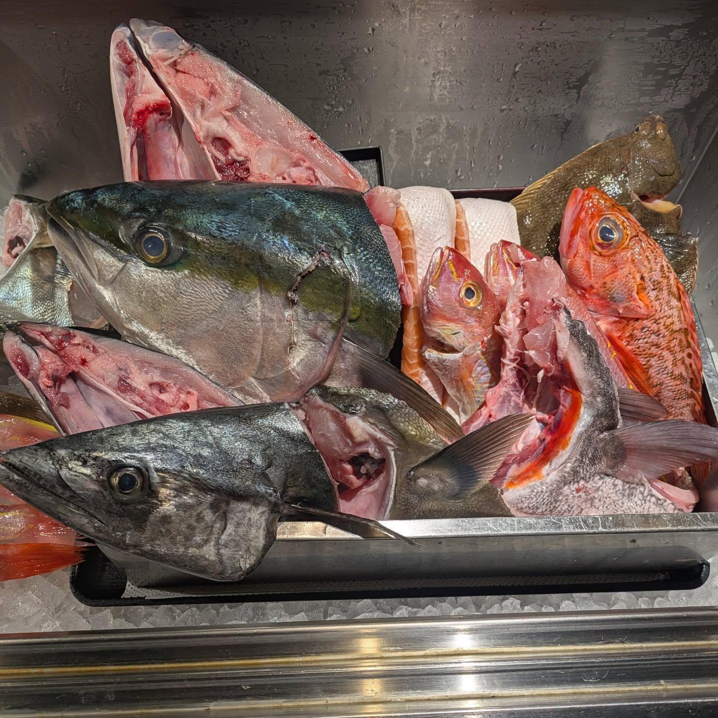本日の一本魚！品川/居酒屋/関サバ/鮮魚
