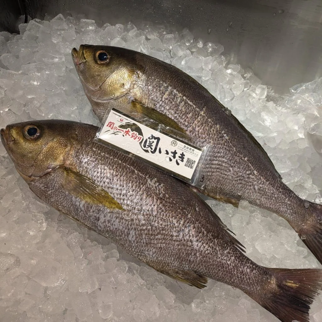 希少鮮魚紹介！　品川/居酒屋/関サバ/鮮魚