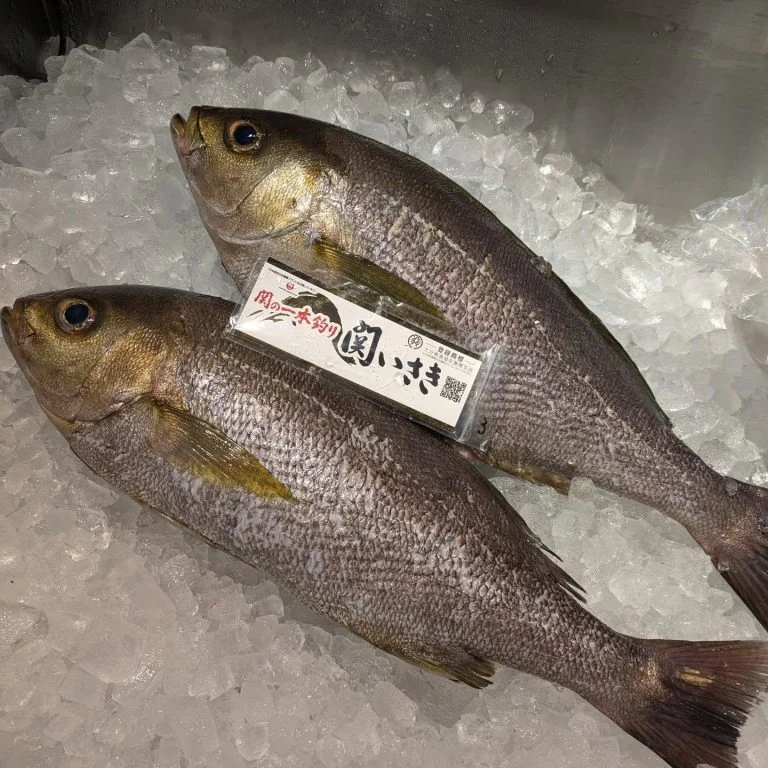希少鮮魚紹介！　品川/居酒屋/関サバ/鮮魚