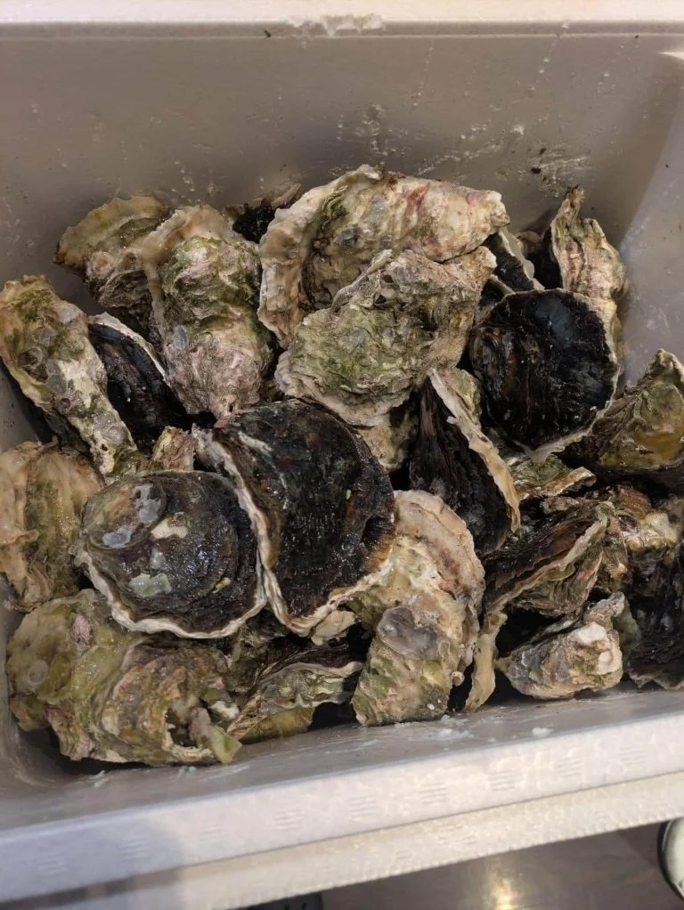 ついに来ました！！　品川/居酒屋/関サバ/鮮魚