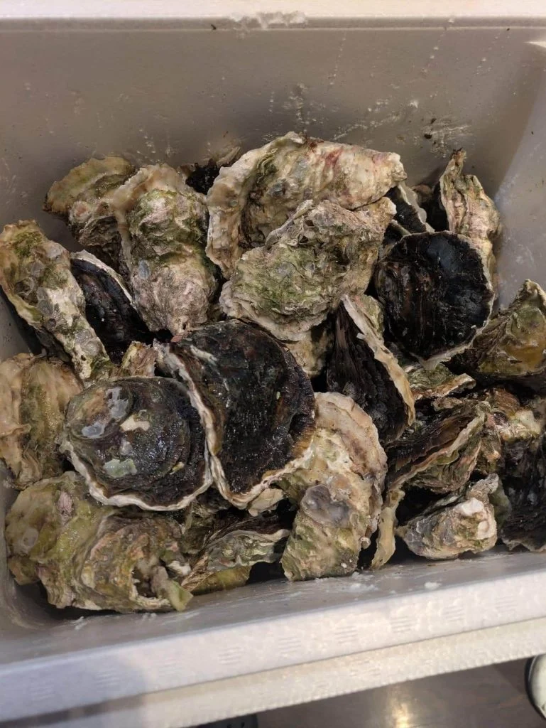 ついに来ました！！　品川/居酒屋/関サバ/鮮魚